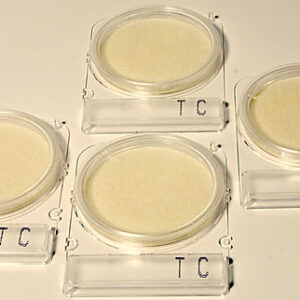 BACTERIA PLATES (40 PCS)